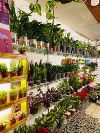 نباتات طبيعيه • وصول جديد • نباتات للزينة