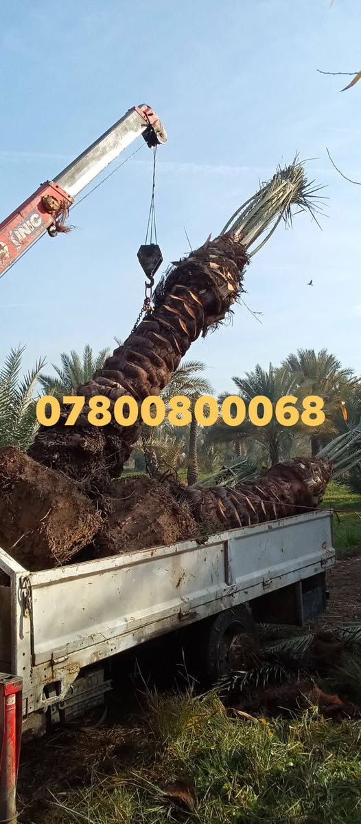 ياالله السلام عليكم ورحمه الله
تتوفر امايات قلع بطينته 
من متر واكبر حسب الطلب 
اصناف مختلفه عنوان واسط الصويره 
***********
***********
