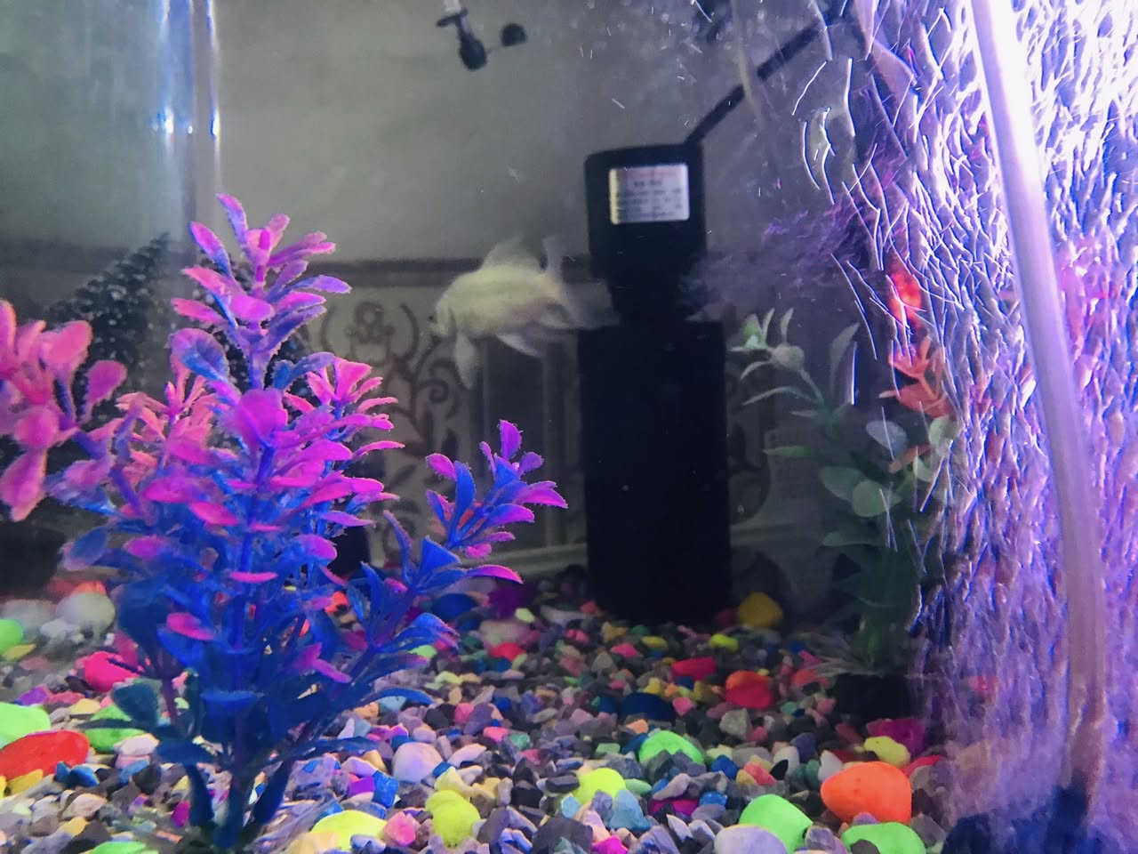 السلام عليكم  حوض اسماك🐟  حجم كبير كامل هو ومعداته
١- هيتر لتنظيم درجة حرارة الماء 🌡
٢-فلتر تصفية الماء ⛲️
٣- جهاز اوكسجين عدد ٣ 🧬
٤-اسماك عدد ٣ وحده كبيره ٢ اصغار  🐟
٥- نشره ملونه 🌈
٦- اكسسوارات= اشجار + ناعور + حصو ملون 
٧- اكل الخاص بيهن 🥣
السعر ٥٥  الاستفسار 
***********
