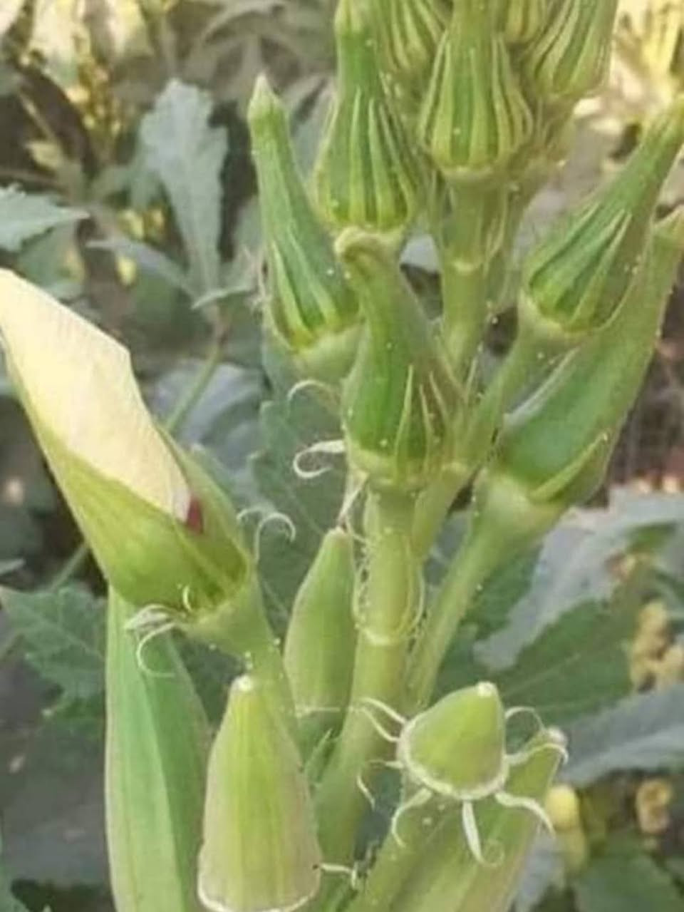 السلام عليكم بذور بانيه لهلوبه للبيع توصيل كافة المحافضات ***********
