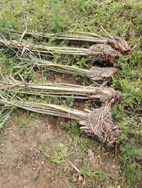 فسائل ليلوي • ٥ قطع • قضاء المدينة