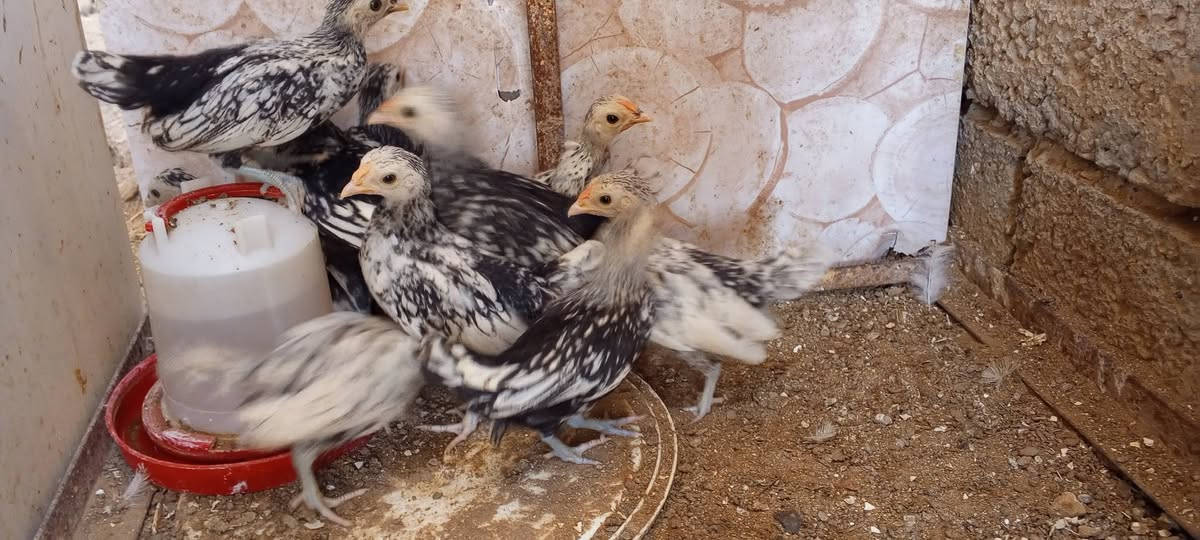متاح افر!اخ اسباني سبرايت العدد 5 ازواج وتك فارقات الديج من الفروجه تريد زوج ديج وفروجه او تريد شلع الزوج ب25 قفل صور الامهات بالمنشور


**إذا كنت صاحب هذا الإعلان وتريد حذفه لأي سبب، رجاءا أرسل رسالة إلى الدعم الفني**