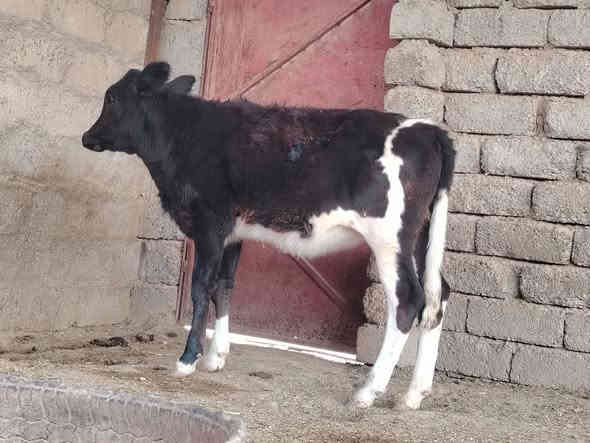 بسم الله ماشاء الله حوليه جنس درجه اولى افريزي الاصلي الاصلي خط اول نصاحه فول تاكل وتشرب شرط المكان الشرقاط الخضرانيه الاتصال على الرقم ***********
