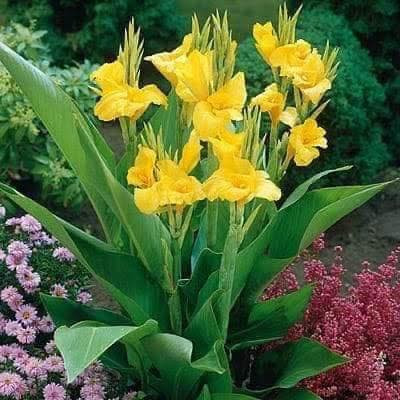 🌺 نبات #الكانا بالعامية (ورد الموز الكاذب )

الكانا نبات زينة استوائي مشهور بأوراقه العريضة وأزهاره الملونة الجميلة، ويتميز بسرعة نموه وتحمله لحرارة الصيف لذلك ينجح جدًا بجميع الحدائق بالعراق ✨

☀️ #الظروف_المناسبة• محب للشمس المباشرة 5–6 ساعات يوميًا• يتحمل حرارة الصيف بشكل ممتاز• يحتاج ري منتظم مع تجنب التغريق• يفضل تربة خفيفةك جيدة التصريف وغنية بالمواد العضوية

🌸 #العناية_به• إزالة الأزهار الذابلة تشجع التزهير المستمر• تسميد NPK أو سماد عضوي كل 20 يوم• تنظيف الأوراق الصفراء أو المحروقة باستمرار

🌱 #تكاثرهأفضل طريقة هي تقسيم الريزومات (الجذور الأرضية) من بداية الربيع حتى بداية الصيف، ويمكن أيضًا إكثاره بالبذور لكن بطئ النمو جداً .

🌿 #مشاكل_شائعة

• اصفرار الأوراق: بسبب العطش أو نقص التسميد • 

• بس احتراق الأطراف: حرارة قوية جدًا مع قلة الري• 

‏•قلة التزهير: بسبب قلة الشمس أو زيادة السماد النيتروجيني •

🌺 #مميزاته•
•سريع النمو
• أزهاره ملفتة وجميلة
• يعطي منظر استوائي فاخر
• مناسب للحدائق والسنادين الكبيرة
• يتحمل أجواء الصيف بشكل ممتاز

#أزهار_ونباتات_أربيل 
#معنا_تعلم_الزراعة_من_الصفر 
#الكانا


**إذا كنت صاحب هذا الإعلان وتريد حذفه لأي سبب، رجاءا أرسل رسالة إلى الدعم الفني**