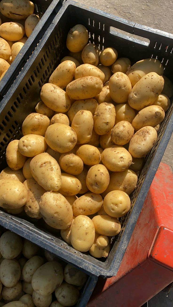 🌞 بهذا الحر... ليش تتعب نفسك؟

خلّ مسوكجي النجف ينجز مشاويرك عنك!

🥒 خضار طازجة
🍎 فواكه مختارة
🚗 توصيل سريع إلى باب البيت

وفر وقتك، وابتعد عن زحمة الأسواق وحرّ الشمس.

📩 راسلنا بطلبك، وخلي الراحة علينا.***********

مسوكجي النجف... مشوارك علينا، وراحتك هدفنا. 💚