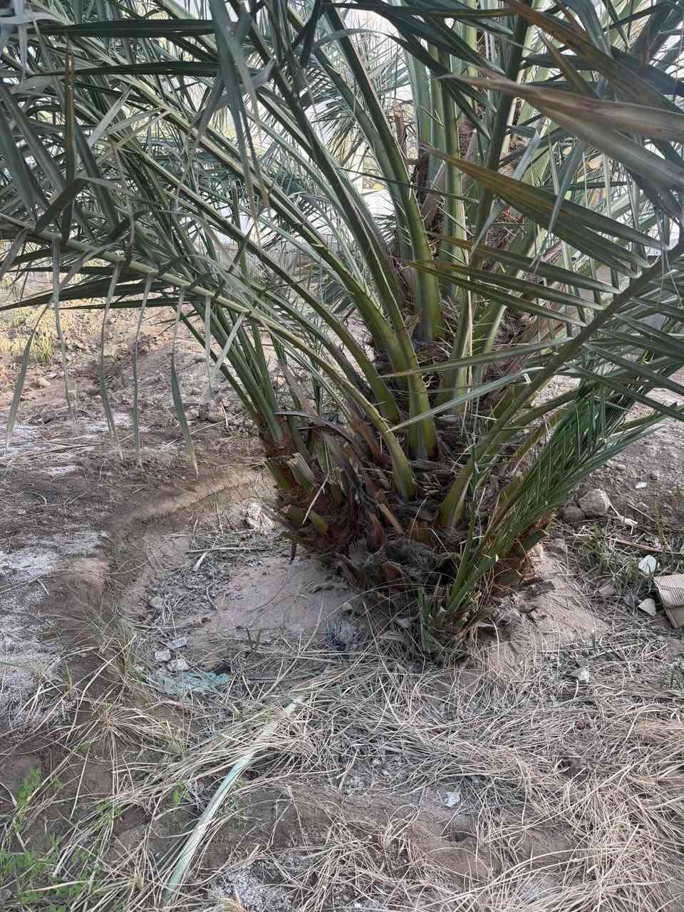 برحي للبيع  خير من الله تعال وشوف بعينك واشلع  وتدلل  ***********
