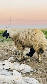 ألسلام عليكم يوجد انعاج للبيع وراهن طليان السعر علخاص للاستففسار 07743...