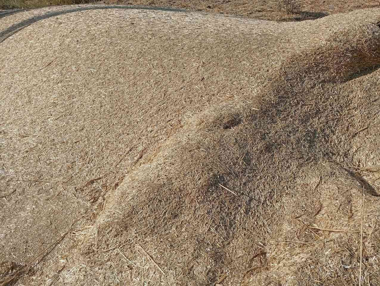 تبن شعير البيع عنوان الهارونيه نهر لإمام ***********@
