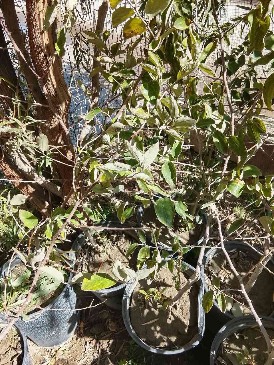 اسعار مناسبه توصيل مجاني *********** واتساب
