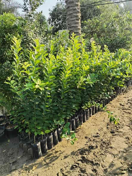 السلام عليكم يوجد لدينا نارنج خشن وحمضيات بانواعها وسدر تفاحي بصراوي العنوان بغداد الكريعات نهاية شارع المعارض للاستفسار الاتصال على الرقم ***********
