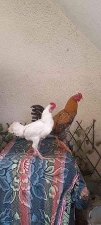 ديوكه للبيع 07892311268