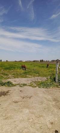 دوانم جميله موقع جيد التاجي ذراع دجلة طابو سند 25 خدمات كاملة ماء اسال...