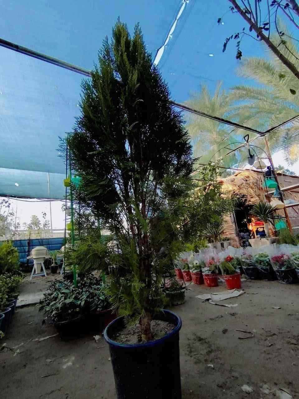 (هذا السعر يمنا وبس) ♻️🏃🏼‍♀️
🌲 نبات السرو 🌲

🔹 الارتفاع: متر ونص تقريبًا
🔹 العمر: ٤ سنوات
🔹 نمو منتظم وشكل جميل
🔹 مناسب للحدائق، الأسوار، والمداخل
🔹 يتحمل الأجواء ومتوفر بجودة عالية
📍 متوفر في مشتل ضفاف دجله 
للاستفسار والمزيد راسلونا أو اتصلو على الرقم التالي *********** ☎️
يوجد خدمة توصيل داخل الكوت فقط🚕
