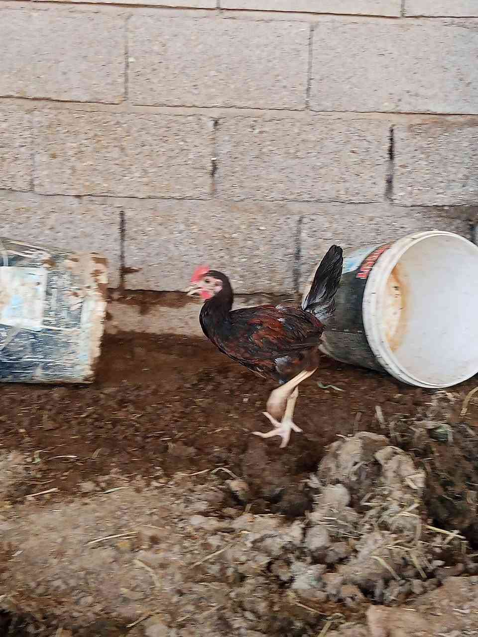 فراريج العمر 4 اشهر شرط نصاحه اتصال على رقم ***********
