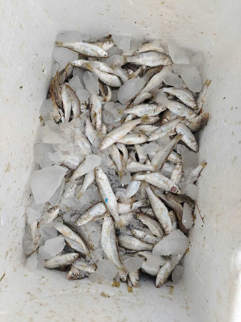 يا الله الهم صلي على محمد وآل محمد
باجر خميس وصلت وجبه اسماك حرا مال شط من كاعه مالح اطبخه بدون ملح شانك خشن حرش خشن وحرش ناعم سمج عدل جميع الأوزان مكاني حي العسكري قبل لا توصل البانزين خانه ***********
