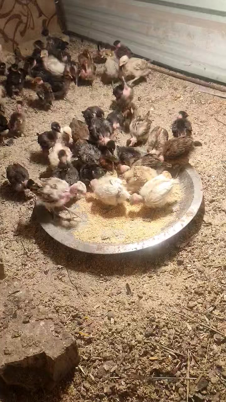 متاح فقاسه فول اوتوماتيك تقليب رطوبه حراره جهاز zl غني عن التعريف نتاج خير من الله هاي تفقيسه بل منشور تشيل 156 بيضه وياه قلاب اضافي دحرجه يشيل 70بيضه  السعر225 قفل بدون عمله المكان سوق الشيوخ  رقم الهاتف ***********
