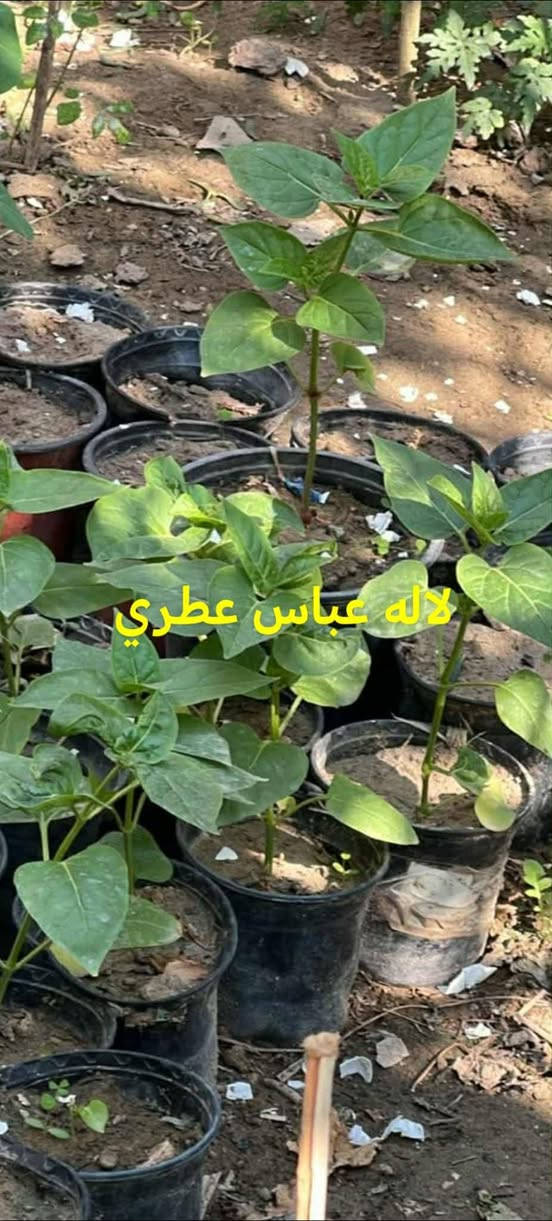 متاح لدينا شتلات نبات ورد لاله عباس عطري دائمي لطلب والحجز واتساب ***********
السماوه أو مراسلة الصفحه يوجد خدمة توصيل طلبات داخل السماوه لباب البيت

