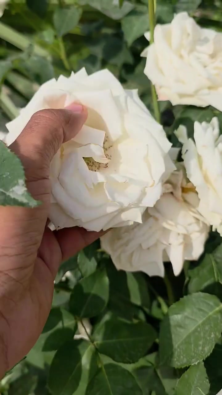 سلاو هاورێیان
ئەوەش نموونەی گولەباخی ستاندی ئیتاڵی
لەئێستا دارکەی نماوە انشااڵلە بەمزوانە بەردەست دەبێ بۆ فرۆشتن
***********
***********
***********
***********
ناونیشان شارۆچکەی سفەیە تەنیشت کۆگا و مارکێتی ماجد
