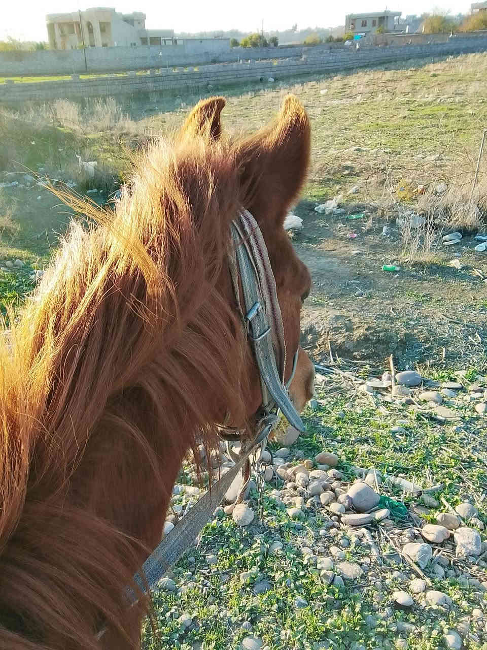 فرس للبيع المكان ناحيه القياره الحود الزاكه السعر خاص *********** الطول 160او اكثر
