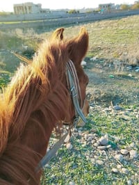 فرس • ناحية القيارة • طول ١٦٠سم