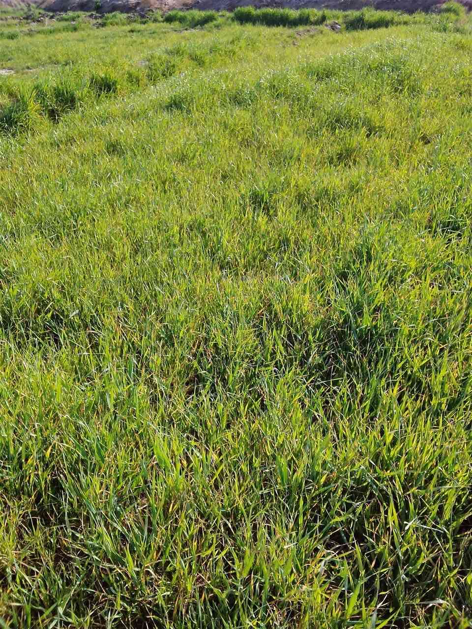 السلام عليكم 
زرع للبيع الاستفسار ‏‪***********‬‏
