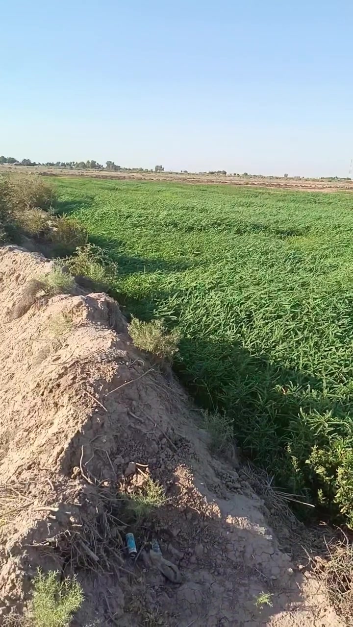للبيع شروه للغنامه مزروعه  سيسبان 40 دونم تغريبن 25 دونم مخضر بيها مكاني شارع ابو الماش
***********
