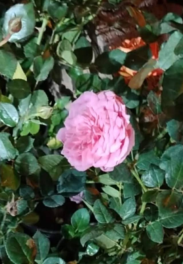 بسم الله الرحمن الرحيم 
بعد نفاذ الكميه الاولى 
يعلن لكم مشتل الزهراء في ميسان عن وصول وجبه ثانيه من ورد جوري تنخيل سلطاني عراقي عطري 
ورد جوري سوري عطري ورد جوري تنخيل تركي عطري 
ورد جوري تنخيل هولندي خمسه اللوان جميله 
ملاحظه التنخيل كله مخبوط واللوان 8والانواع 4
عراقي سلطاني 
سوري عطري 
تركي عطري 
هولندي اللوان 
الاسعار حسب الاحجام 
السعر الصغير 800
الوسط 1000
الكبير 1500
مشتل الزهراء في ميسان العماره بستان دور النفط شارع مقبره الصابئه قرب جملونات بيت العنتاكي للدواشك والحصران داخل الفرع الكميه محدوده سارع بلحجز 
***********
***********
