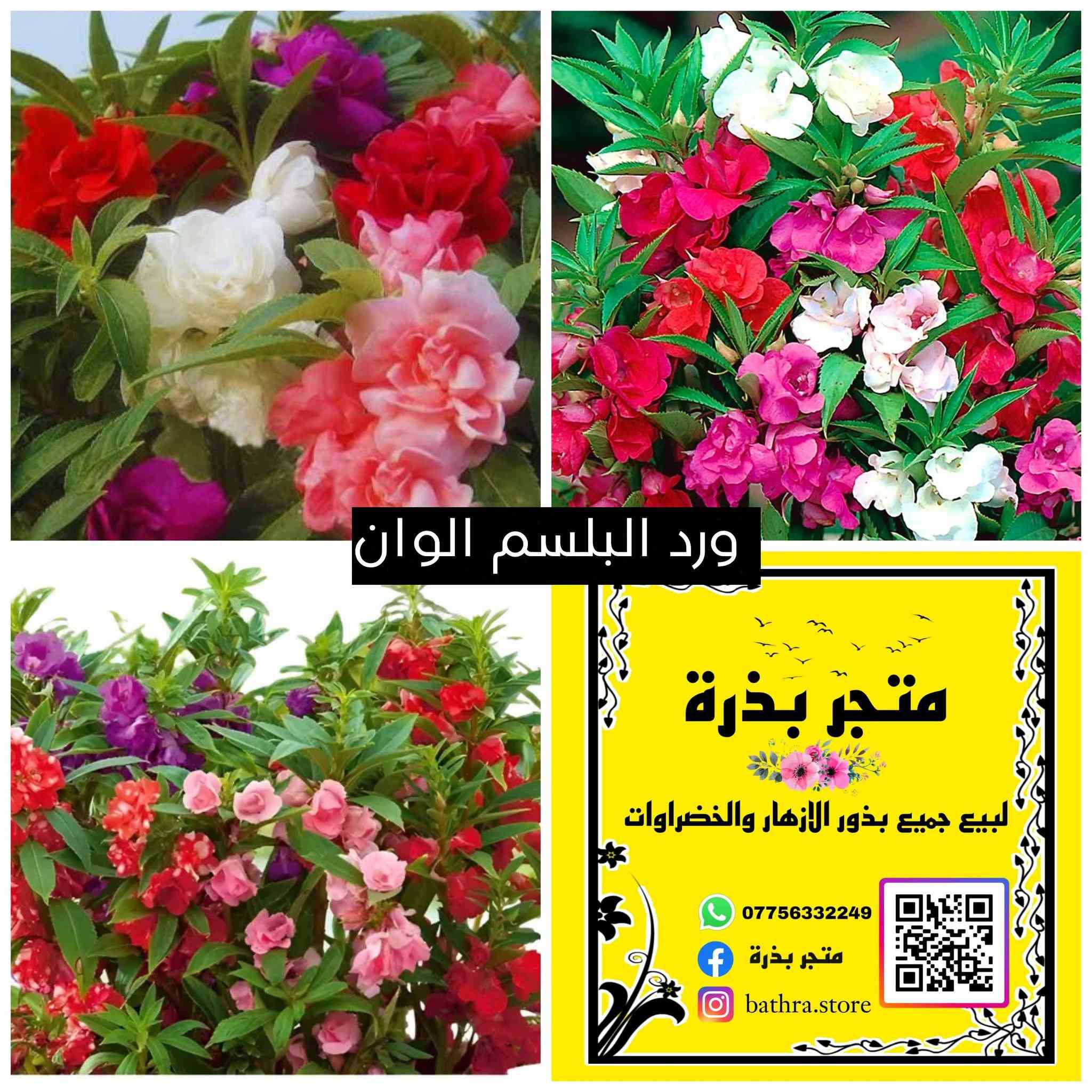 السلام عليكم ✋
متوفر مغلفات بذور منها موسمية ودائمية البذور تاريخ انتاجها ٢٠٢٥-٢٠٢٤ وتاريخ انتهاء ٢٠٢٨-٢٠٢٧ وقسم الى ٢٠٣٠

♦سعر المغلف  ١٥٠٠ دينار ♦

توصيل جميع المحافظات ٥٠٠٠

للتواصل مراسلة الصفحة او التوصل على الواتس اب على الرقم ***********
