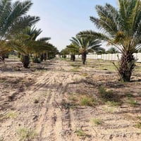 ١ دونم • سند ٢٥ • ماء وكهرباء