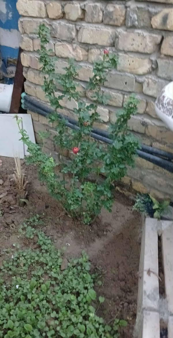 متوفر شتلات ورد وسنادين اعمال فنيه جاهزات وفواكه سعر ٥ الاف كاملات ‎0789 269 1110 بي واتس اب
