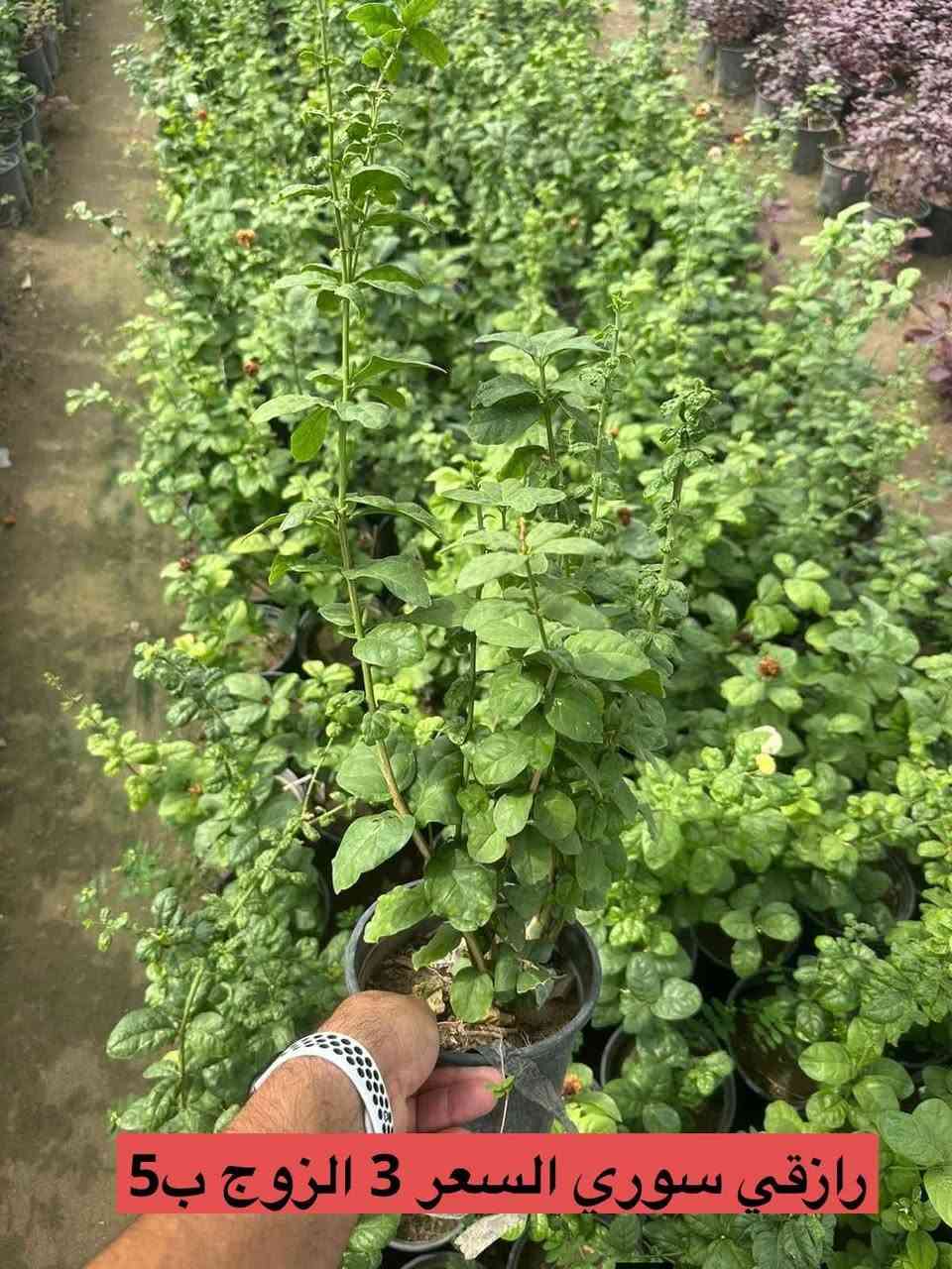 نباتات شمسية الأسعار اسفل صور
الحجز. والاستفسار مراسلة ع الخاص 
يتوفر توصيل 🛺🛺🛺


**إذا كنت صاحب هذا الإعلان وتريد حذفه لأي سبب، رجاءا أرسل رسالة إلى الدعم الفني**