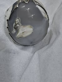 داوودي • فضة • قياس ١٩٫٥