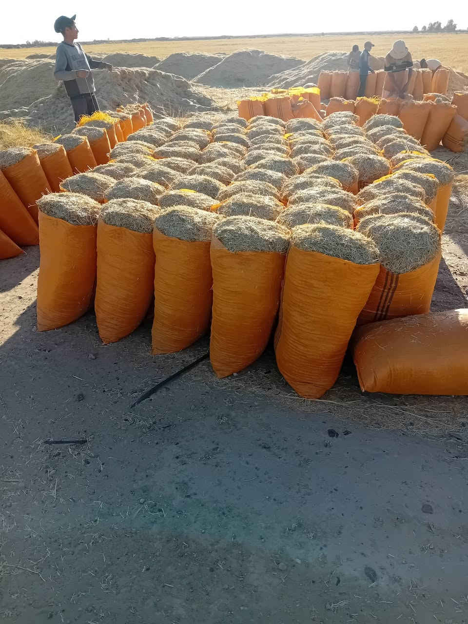 السلام عليكم تبن للبيع حجم الكيس أبو 60 سعر الزوج مطروح بالمكان 2500 ويوجد خدمه توصيل محافظات صلاح الدين بغداد الأنبار ديالى بابل كربلاء التواصل مراسلة الصفحه أو الاتصال على الرقم ***********
