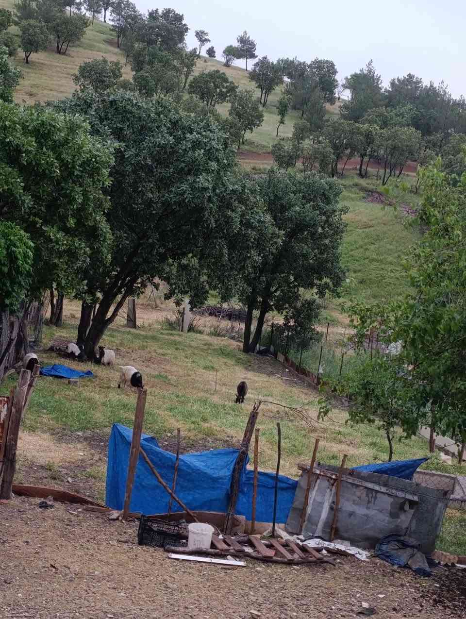 سلاو هاوریان خانویەکی پاک وخۆشمان هەیە  لەقەرەداغ ٢٠٠ مەترە  باخیکی ٢٠٠ مەتریشی لەگەلدایە خانوەکە زۆر خۆشە  بۆ زانی نرخ پەیوەندی بەم ژمارەوە بکەن 
***********
