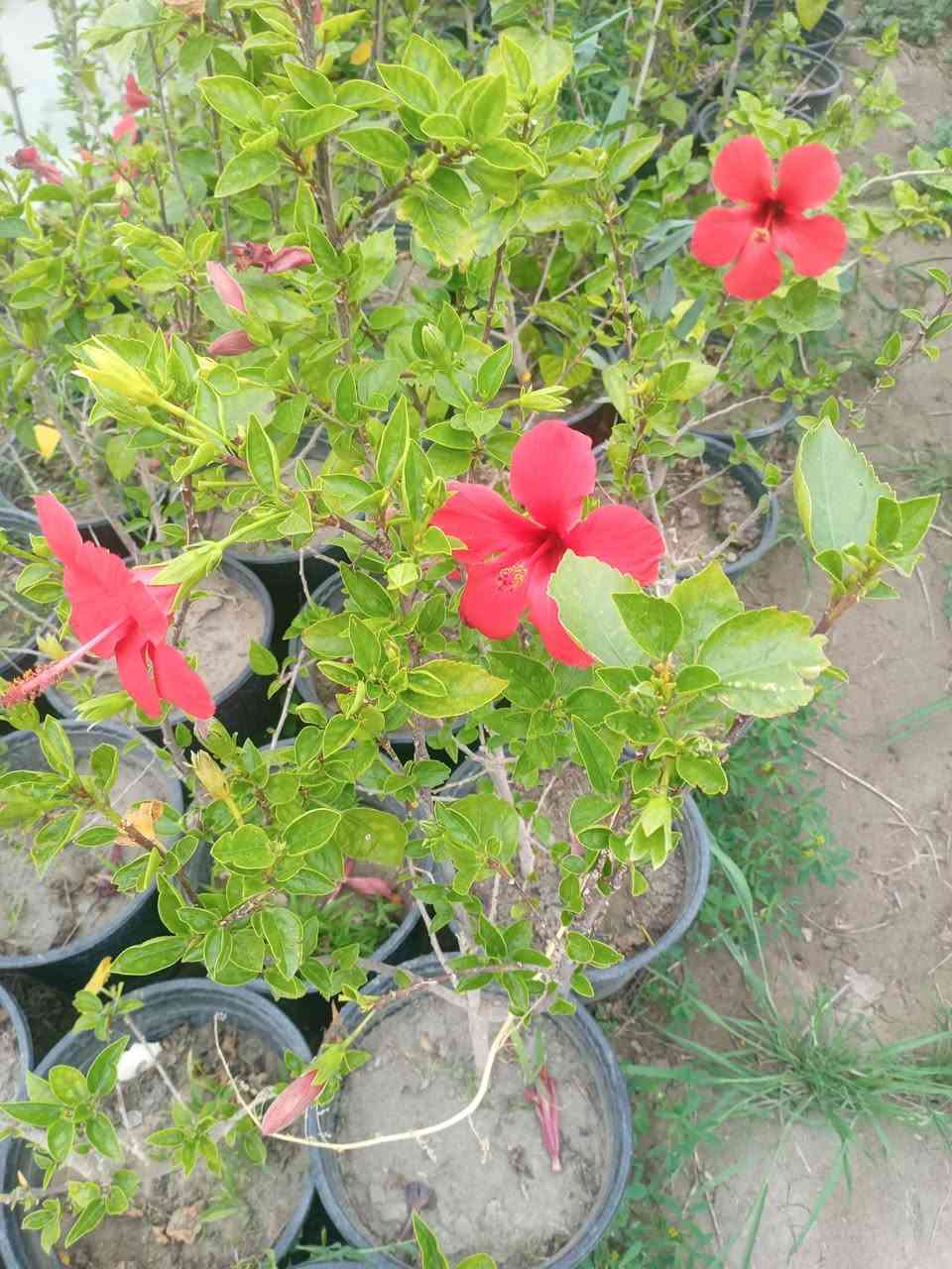 تم بحمد الله وصول انواع متعدده من الاشجار المثمره ( تين،رمان ،تكي ،برتقال،نومي حامظ ،لالنگي ،رارنج ،نبك تفاحي ،جوري سلطاني ،حنه بصراوي ،اكاسيا مصري ،كابرس ،كالبتوز وغيرها)  مع توفر خدمه توصيل مجاني داخل البدبر


**إذا كنت صاحب هذا الإعلان وتريد حذفه لأي سبب، رجاءا أرسل رسالة إلى الدعم الفني**