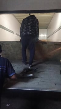 حاويه دراجات • كامكو FA2 • المجر الكبير