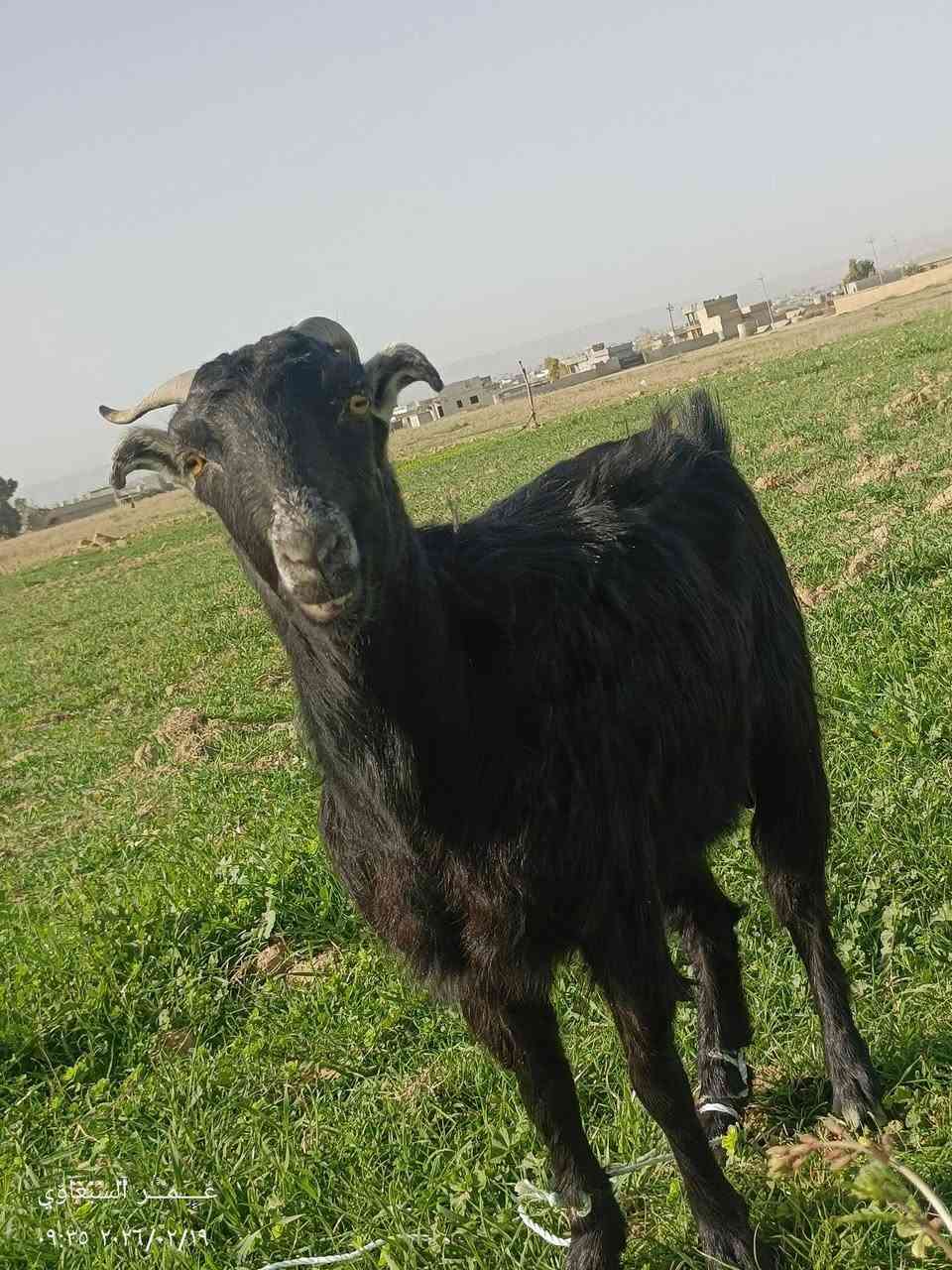 السلام عليكم عنوز العدد 4 اثنين والدات جدايا واثنين ما والدات للبيع ***********
