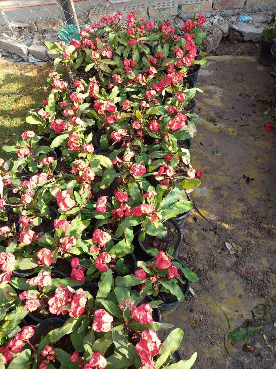 جمعه مباركه  اللهم صلي على محمد وال محمد تم وصول وجبه جديده من الضليات بأنواعهه والحمضيات والورد الجوري بأنواعه واحجامه والورد الايراني بمختلف الالوان وبأسعار تنافسيه يعني بسعر الجمله وعنده جمله لاصحاب المشاتل وعنده توصيل هم كل مناطق المسيب يعني تريد تزورنه مليون هلا مالك خلك مابيك حيل اتصل وكلشي يوصلك لباب بيتك عنوانه مسيب حي المعلمين قرب سكت القطار مشتل الشمري ***********
