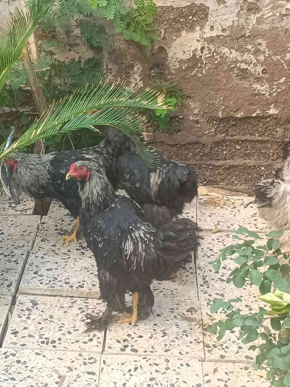 للبيع دجاج برهم
*********** مكانهم بعقوبه الحي المعلمين
