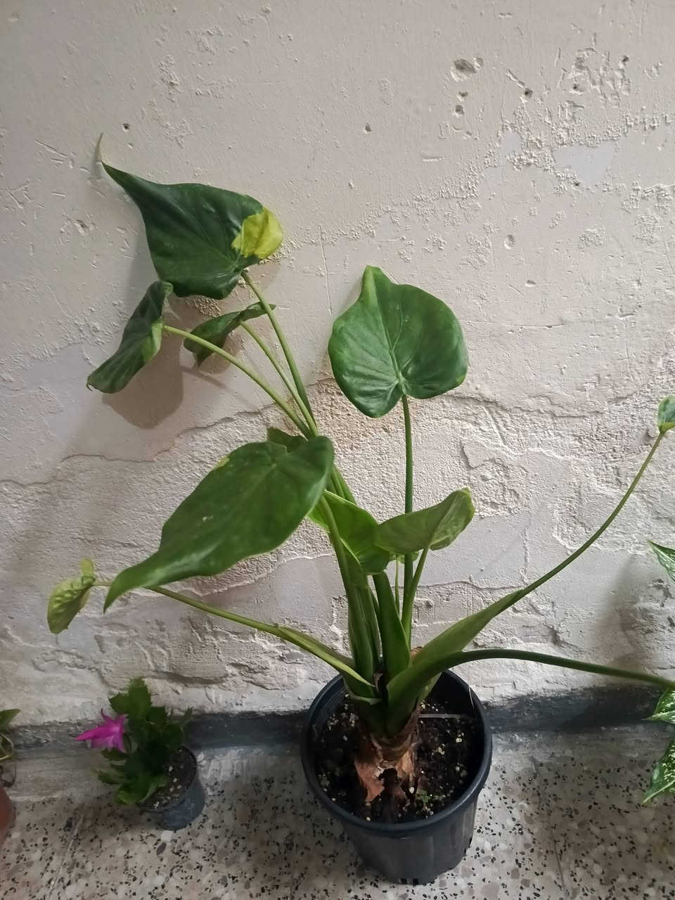 سلام عليكم.... نباتات ب اسعار مناسبه توجد خدمه توصيل لجميع المحافظات وداخل كركوك


**إذا كنت صاحب هذا الإعلان وتريد حذفه لأي سبب، رجاءا أرسل رسالة إلى الدعم الفني**