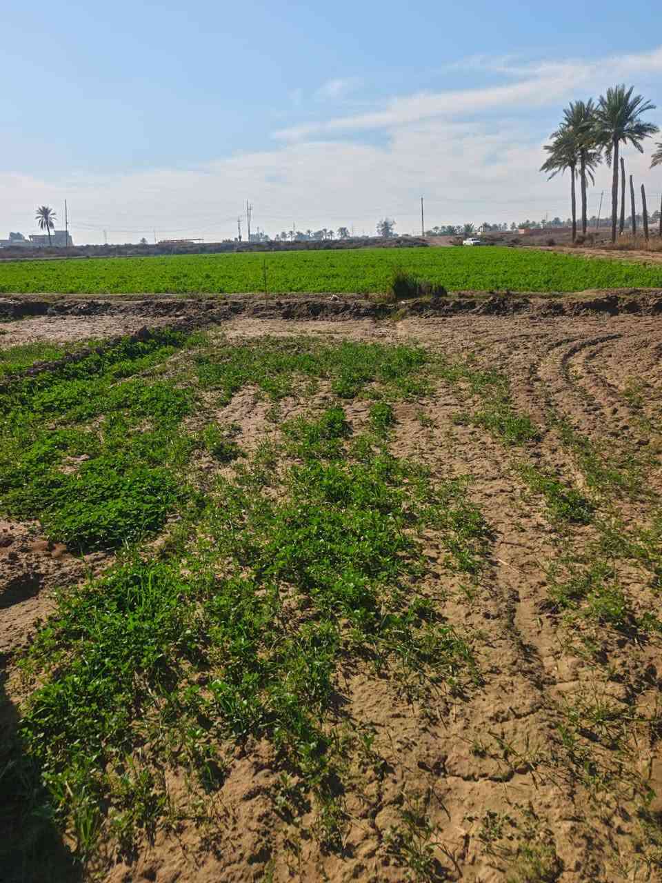 يعلن مكتب اليرموك للعقار العنوان الانبار عن توفر قطع
في ناحية اليرموك (زنكورة ) طابو زراعي سند25 تحويل مباشر تتوفر جميع الخدمات بمساحات متعددة حسب الطلب بمساحات مختلفه 
١. ثلاثة دوانم سعر دونم 20
٢. خمسة دوانم سعر دونم 20
5 عشرة دونم سعر دونم 20 
2030 دونم سعر دونم 10
90 دونم سعر دونم 13
80 دونم سعر دونم 12
60 دونم سعر دونم 15
40 دونم سعر دونم 15
تتوفر جميع الخدمات 
 للأتصال والاستفسار 
حجي مصطفى خليل 
***********
