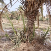 نخل شكر • نخل زهدي • فسائل جاهزة