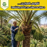 تقويس العراجين • حماية السباطة • ٦-٨ أسابيع