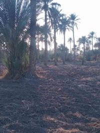 قضاء طوريج • ٥دونم • سند٢٥