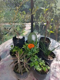 #ياعلي ب 5,000🫡🪬 عرض رقم 2 يتكون من : 1- تين شوكي ابيض مغروس 2- زيتون ...