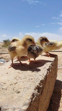 افراخ دجاج • البحيات • زوج