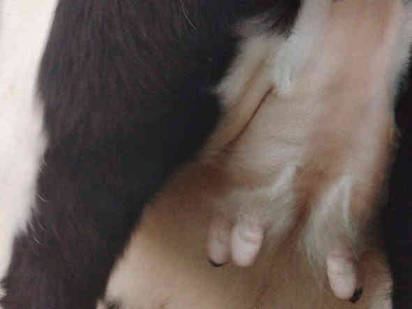 بسم الله ماشاء الله بچر كامله على باب صراف جنس درجه اولى زراعية  الاصليه خط اول نصاحه و اچالة فول   وين الرباطة وين اليدور حلال نضيف وبسعر مناسب 975 وبيهة مجال
المكان الشرقاط  الخضرانيه  
***********
