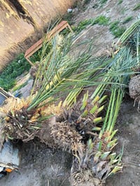 يتوفر نخل برحي مجهول بريم لابيع علمكاتبه07808464293