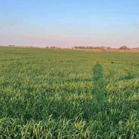 طريق السماوه الخضر • ٢٤دونم • مشروع ماي