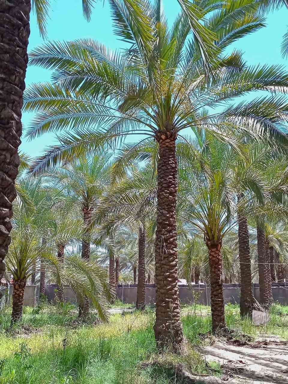 دونم ركن على شارعين كامل خدمات من كل النواحي قرب جزيرة بغداد السياحية يبعد حوالي  15 دقيقه قرب منطقة ابو دالي مدخل منطقة الدباقيه حي المهندسين
يباع اما كاملا أو نصف مشجره حمضيات نخيل أصناف متنوعه موقع ممتاز 
 سعر 230بيه مجال
دونم ركن على شارعين كامل خدمات من كل النواحي قرب جزيرة بغداد السياحية يبعد حوالي  15 دقيقه قرب منطقة ابو دالي مدخل منطقة الدباقيه حي المهندسين


**إذا كنت صاحب هذا الإعلان وتريد حذفه لأي سبب، رجاءا أرسل رسالة إلى الدعم الفني**